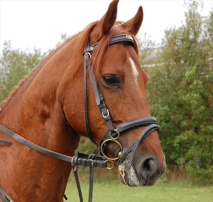 Anden særlig race Chili - Oh Bambi, I cried so hard when those hunters shot your mom! - Kurt Hummel <3 billede 10