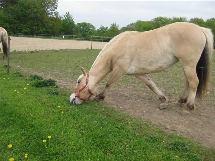 Fjordhest Sally - Solgt - Jeg SKAL - VIL - MÅ simphelthen have det lækre  græS ? Foto: Mig billede 12