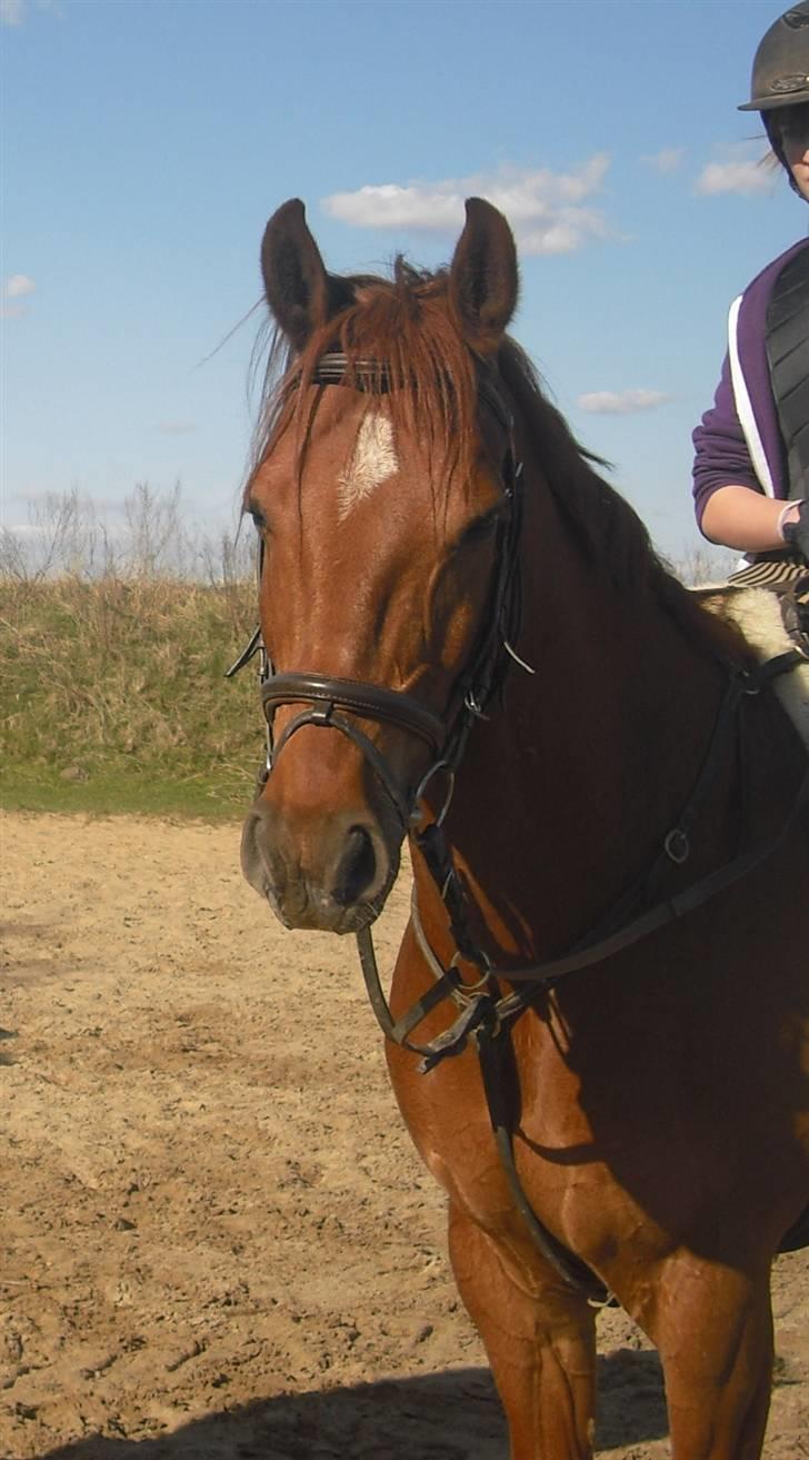 Anden særlig race Chili - Dude, your mouth is huge! how many tennis balls can you fit in there? - Noah Puckermann <3 billede 11