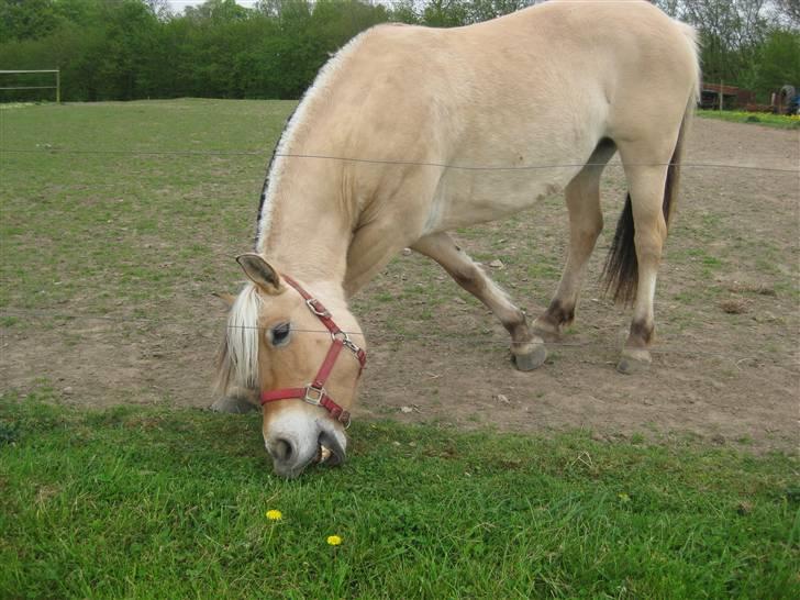 Fjordhest Sally - Solgt - Nuéuh´ Foto: Mig billede 13
