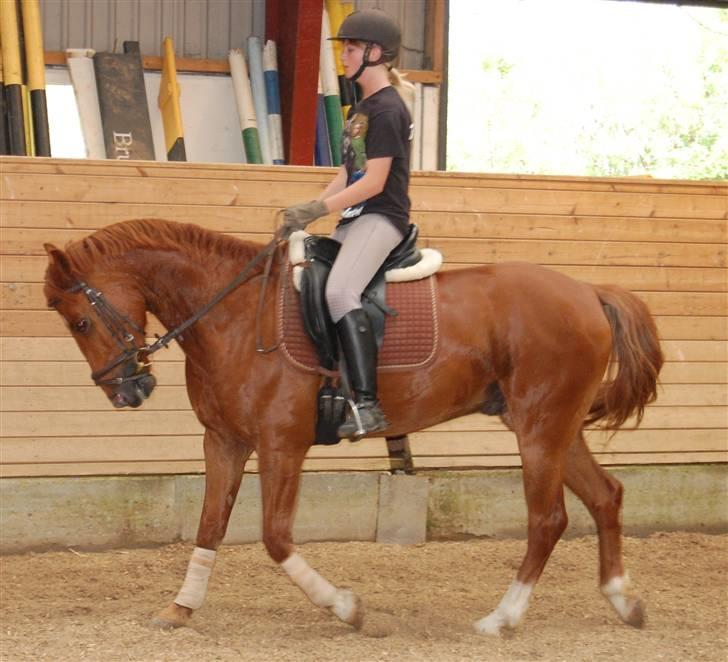 Anden særlig race Chili - she is like one of those evil bitch spiders! they lure you into their web, they shag ya, then they kill ya, and then they eat their own faces! - Nathan Young <3 billede 19