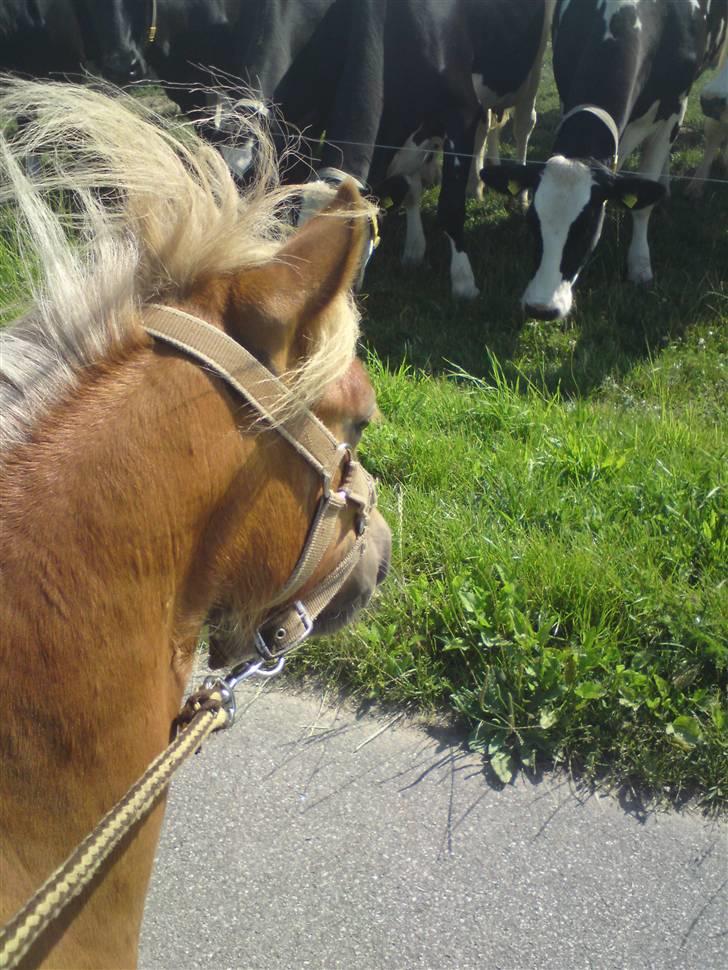 Shetlænder Snuske  - Flotte kør :D "VRINSK" " Hvorfor svarer de ikke ? " billede 12