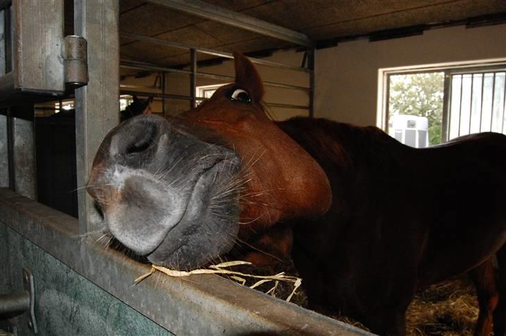 Anden særlig race Chili - people don't understand time.. it's not what you think it is.. - The Doctor <3 billede 20