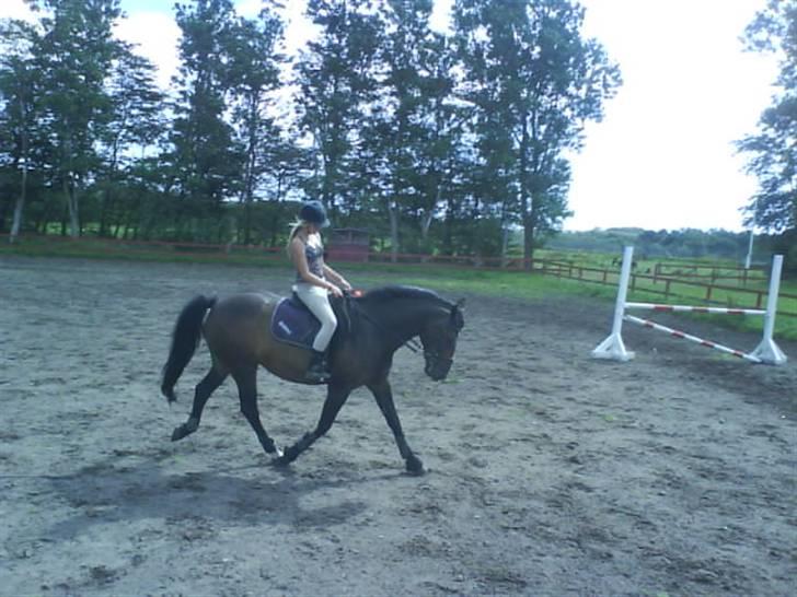 Oldenborg *tequila sunrice* - sommer 2008, da jeg startede med at ride hende :) foto: stine billede 8