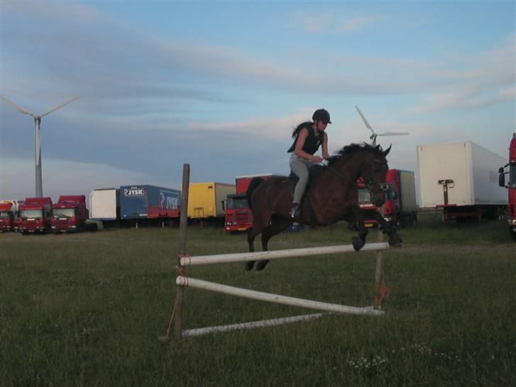 Polsk Varmblod Difon  - Hjemme lavet spring undenfor cirkus arena.. ca. 100cm billede 6