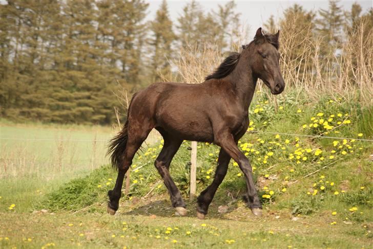 Barockpinto First Knight  billede 12