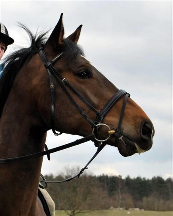 Holstener Horn's Lincoln " R.I.P.<3 - lincoln min smukke dreng billede 10