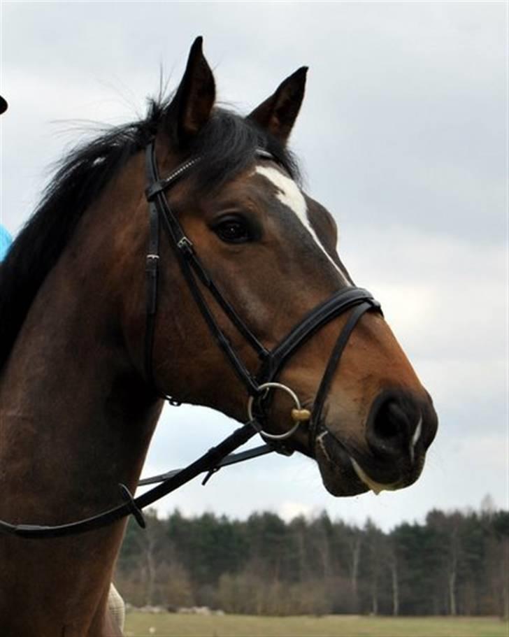 Holstener Horn's Lincoln " R.I.P.<3 - ser jeg ikke smuk ud ?´ billede 11