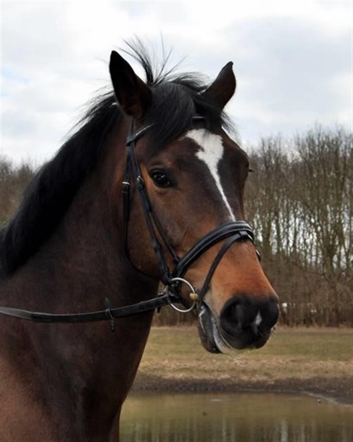 Holstener Horn's Lincoln " R.I.P.<3 billede 12