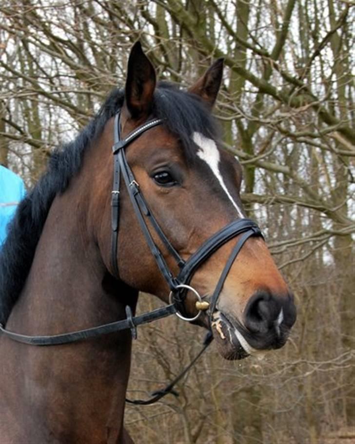 Holstener Horn's Lincoln " R.I.P.<3 billede 14