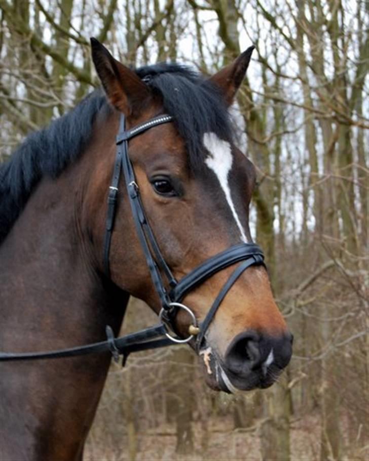 Holstener Horn's Lincoln " R.I.P.<3 - Skriv gerne en kommentar. lincoln er på de evige græsmaker kl.8.00 imorgen d. 6 maj=´( billede 15