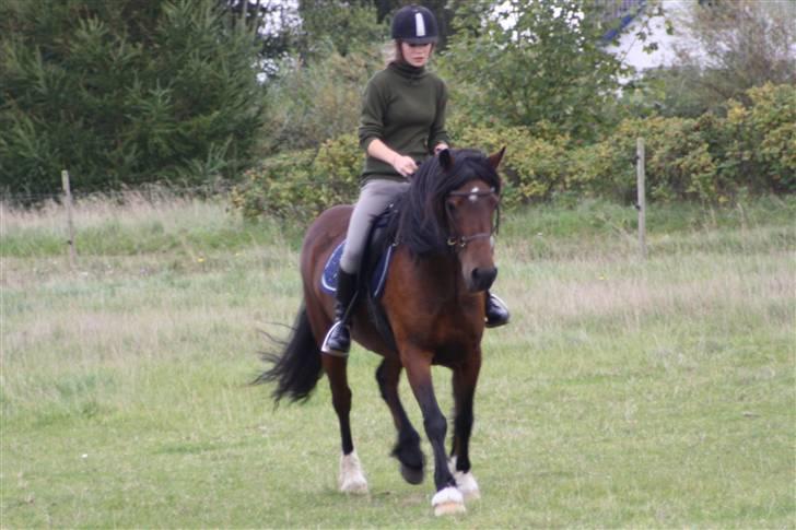 Welsh Cob (sec D) Stallone - min kærlighed. billede 18