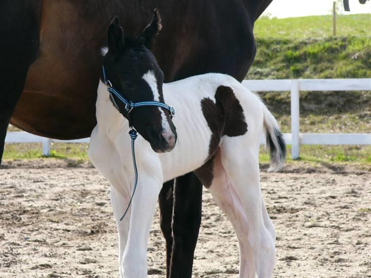 Pinto Mr Paintball billede 1