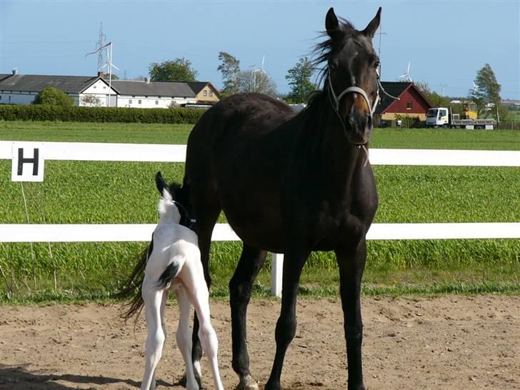 Pinto Mr Paintball billede 3