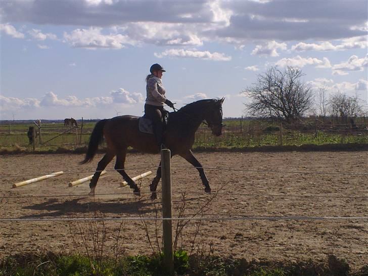 Dansk Varmblod Cæsar billede 5