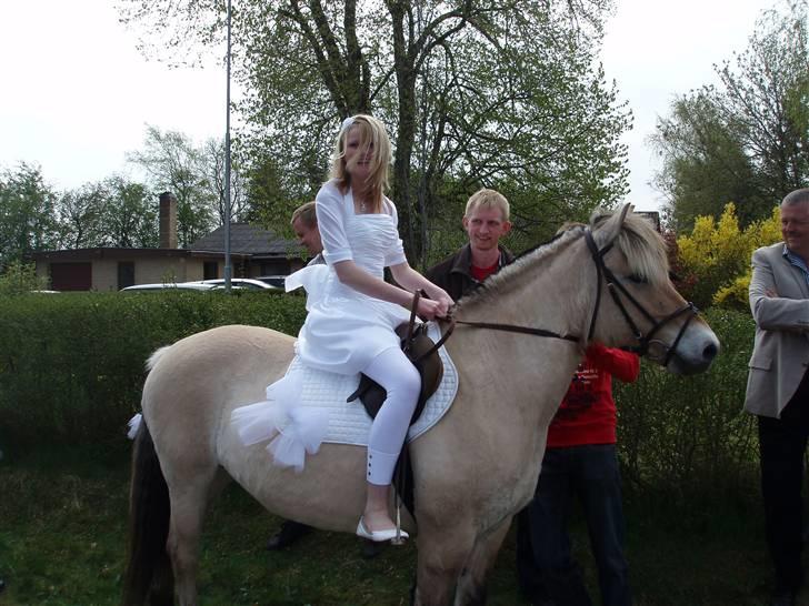 Fjordhest Trine - Mig og Trine oppe ved kirken red hjem fra kirken:) billede 13