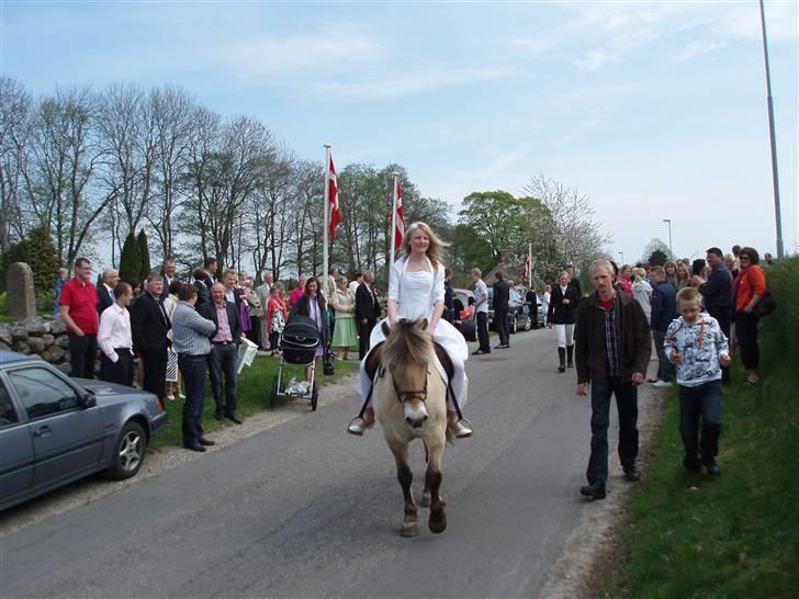 Fjordhest Trine - Så er det afsted:) billede 14