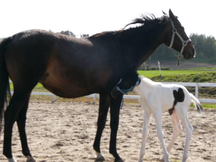 Pinto Mr Paintball billede 9