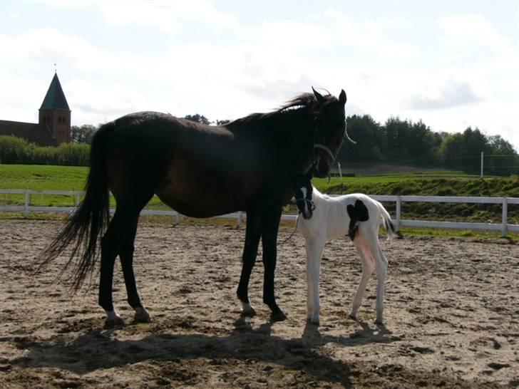 Pinto Mr Paintball billede 10