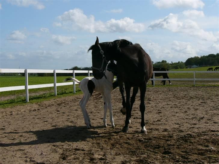 Pinto Mr Paintball billede 11