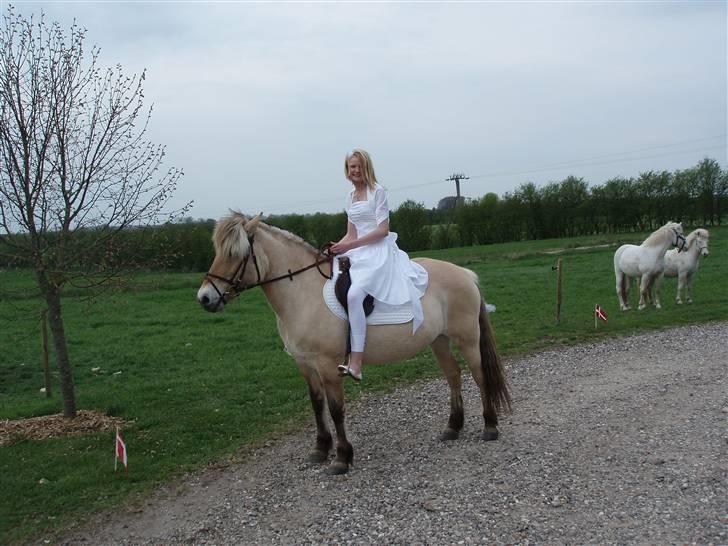 Fjordhest Trine billede 15