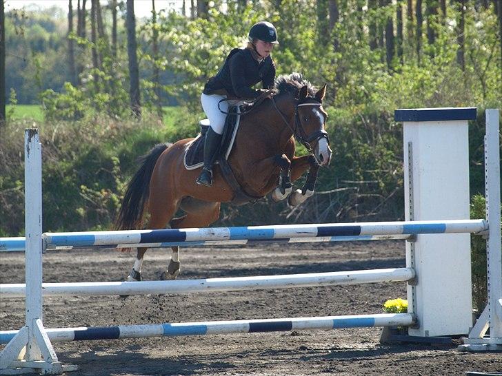 Hollandsk Sportspony  ANNIE | SOLGT :'( -  <3  billede 11