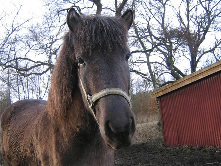 Islænder Krummi fra støvbogaard - min krummi <3 billede 1