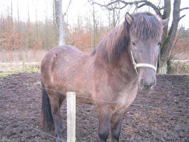 Islænder Krummi fra støvbogaard - <3<3 billede 2