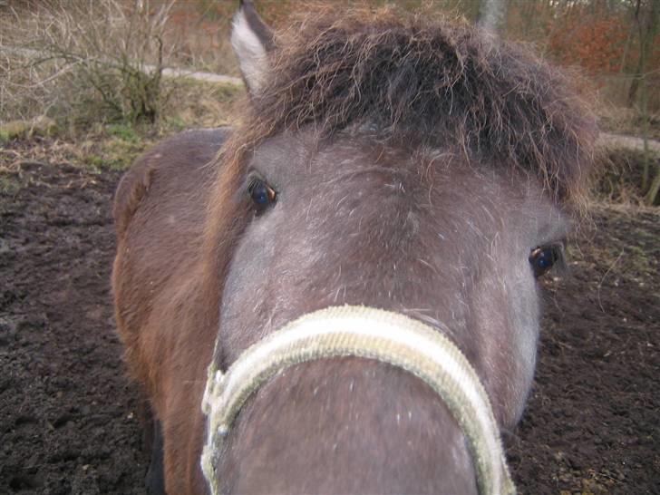 Islænder Krummi fra støvbogaard - søde <3 billede 3