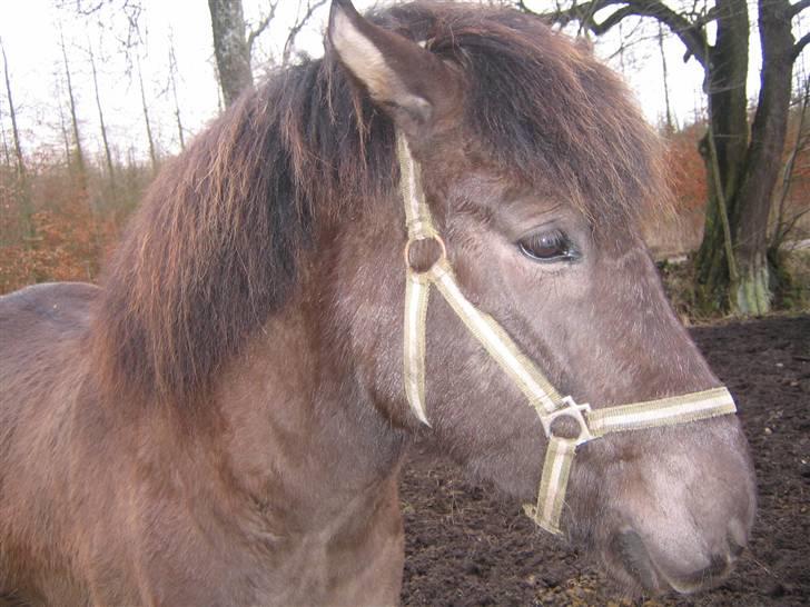 Islænder Krummi fra støvbogaard - ;D <3 billede 4