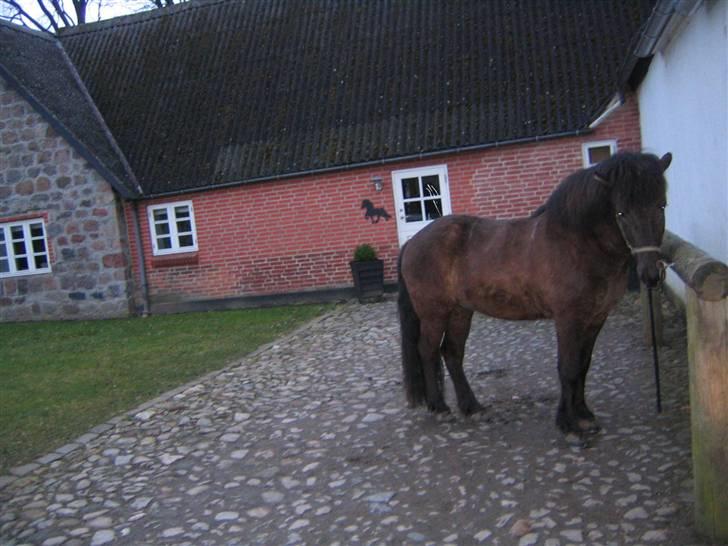 Islænder Krummi fra støvbogaard - tykke Krummi.. <3 billede 5