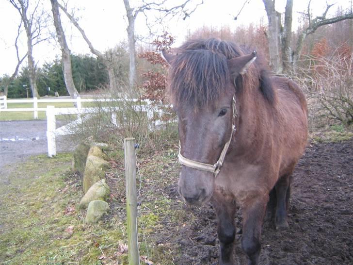 Islænder Krummi fra støvbogaard - smukke :* billede 6