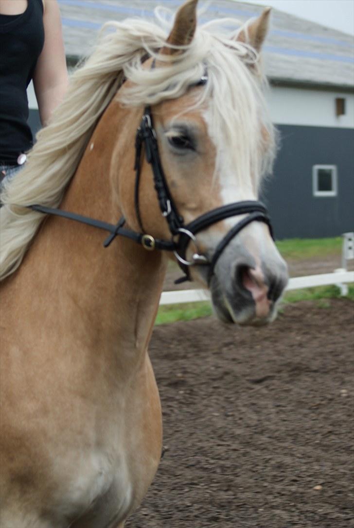 Haflinger Mirabell billede 2