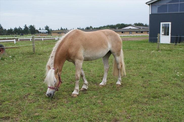 Haflinger Mirabell - Vores første stævne .  billede 3