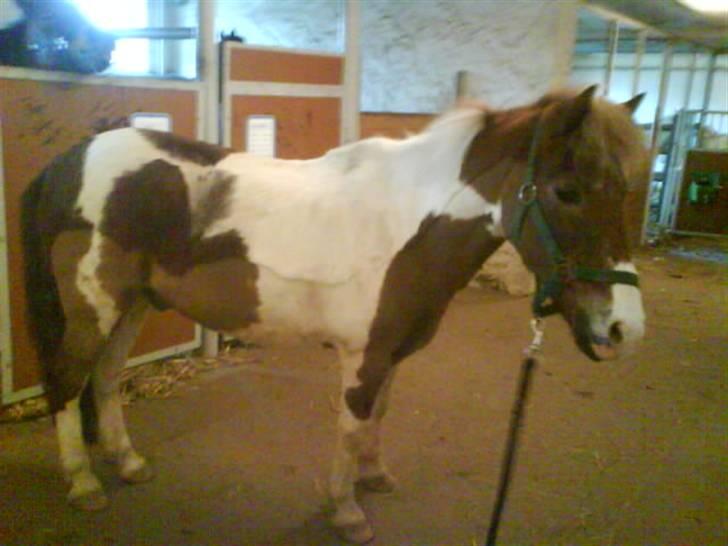 Anden særlig race indianajones!<3 R.I.P :'( - Uhh....! Du er så smuk, min englebasse!<3 billede 9