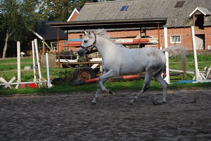 Anden særlig race Ariel - En super dejlig sommerdag på ridebanen :) billede 9