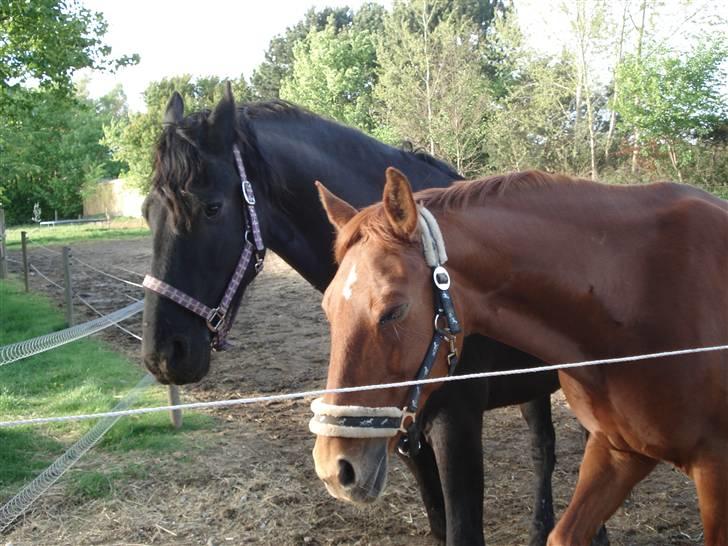 Anden særlig race Tara - Romeo og Julie eller bare Tara og hendes elskede Romeo. Hun er helt skudt i ham. Tisser brunst ud og vender røven til ham bare hun ser ham. billede 16