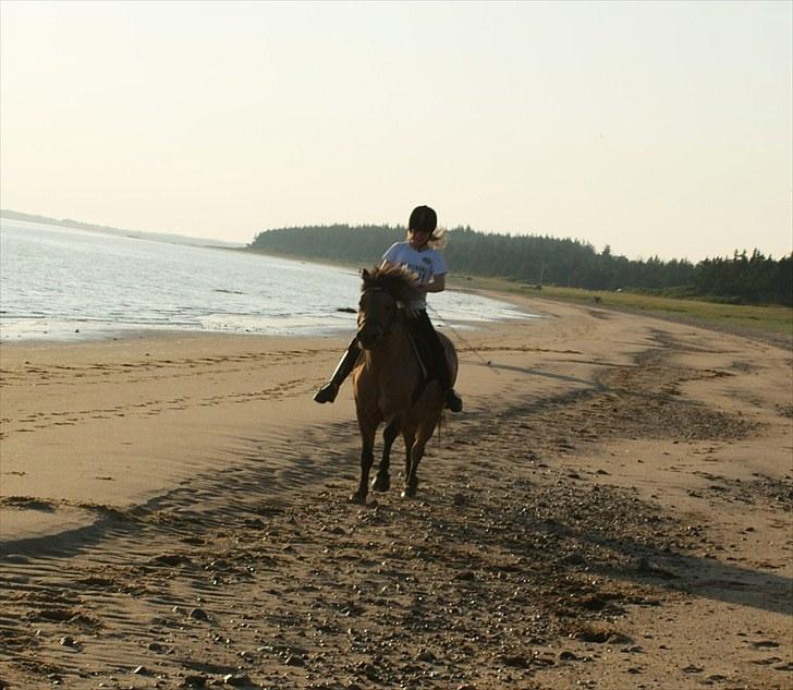 Anden særlig race Snerle - 28.06.10. Sara og Snerle i galop på  stranden billede 18