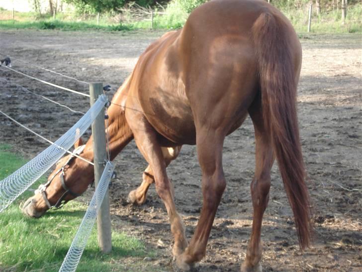 Anden særlig race Tara - Hvis jeg nu.. nej.. så.. men kan stadig iik nå græsset . ;) skøre tøs <´3 billede 17