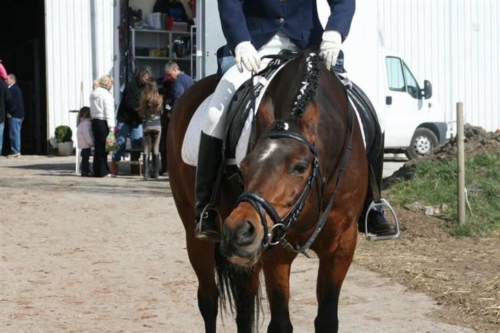 Anden særlig race st. oliver af vsr - velkommen til verdens bedste pony oliver. giv en kommentar, tak (; billede 1