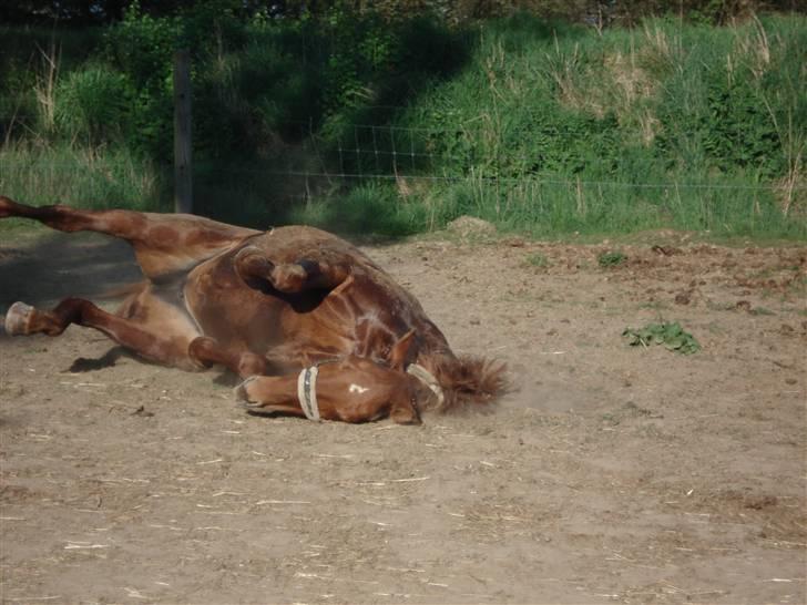 Anden særlig race Tara - Rulle rulle efter en skylleturen ;) billede 18