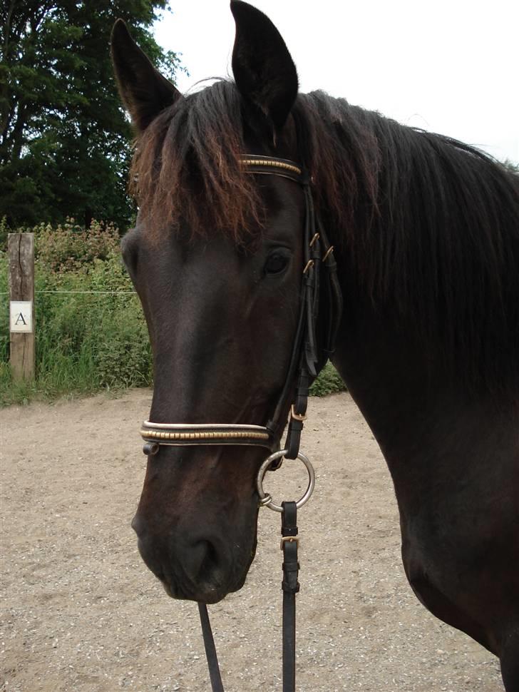 Pinto Noll - Noll billede 5