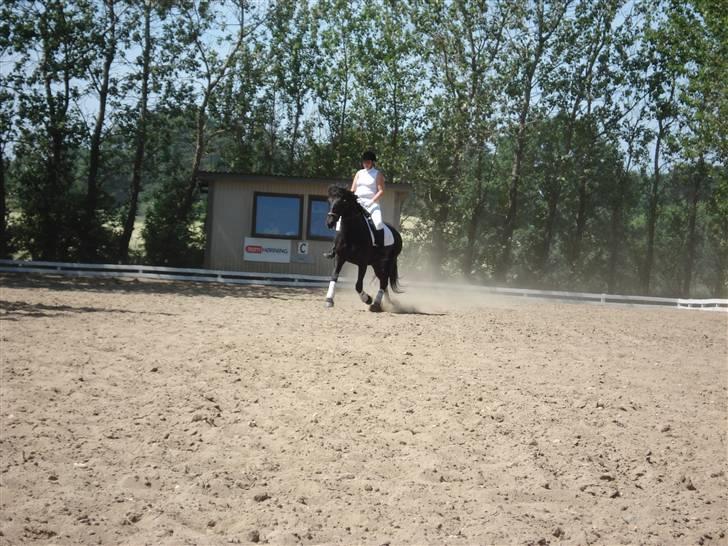 Pinto Noll - Stævne RRAA billede 6