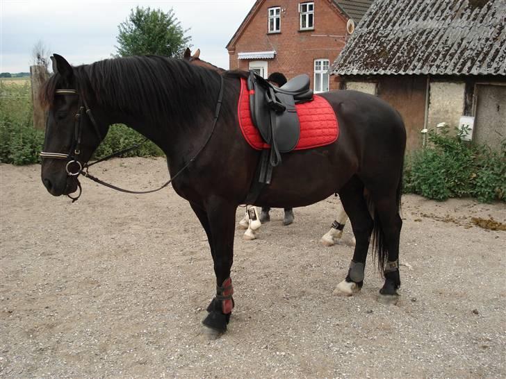 Pinto Noll - Noll hjemme på banen billede 7