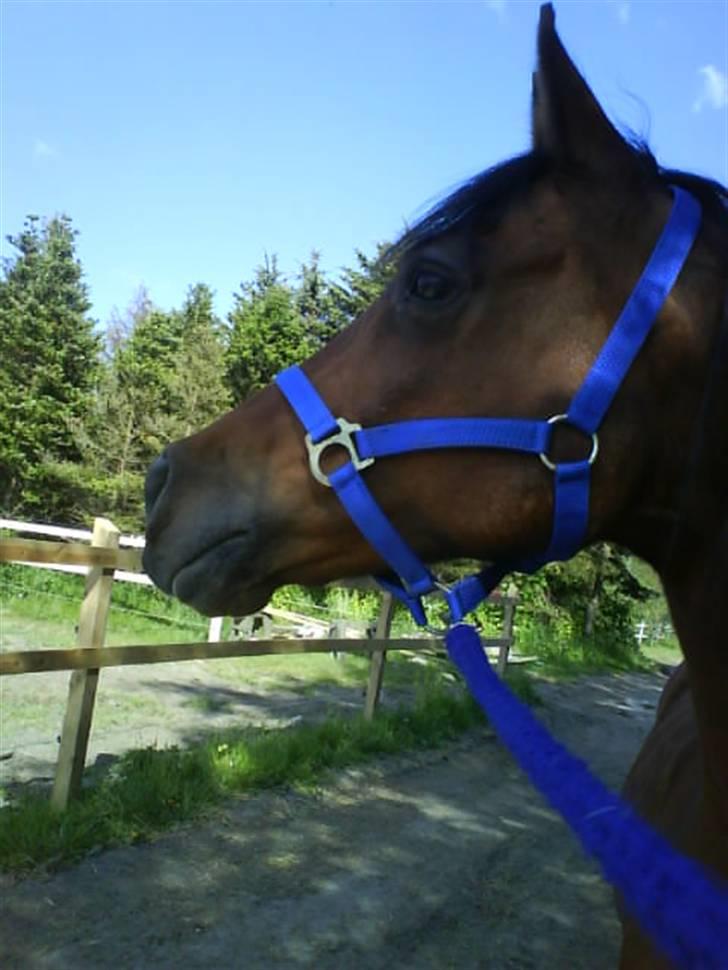 Anden særlig race st. oliver af vsr billede 2