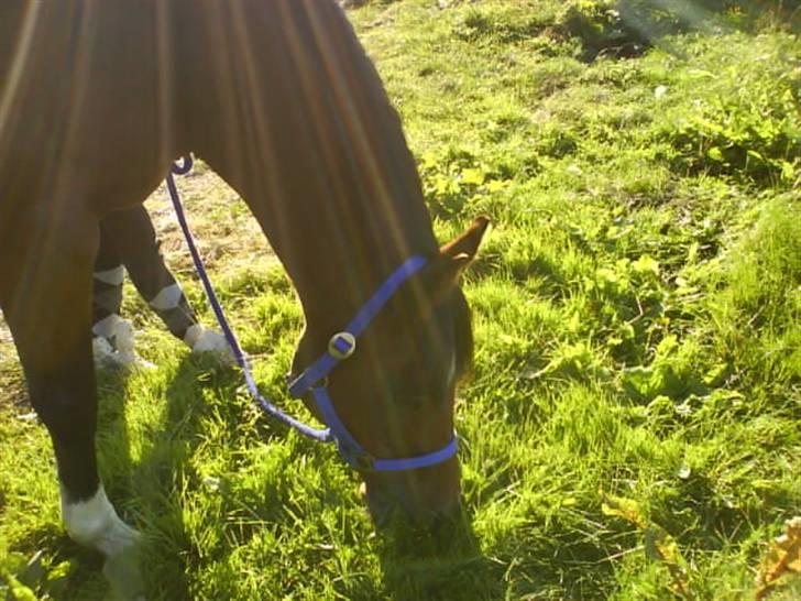 Anden særlig race st. oliver af vsr billede 3