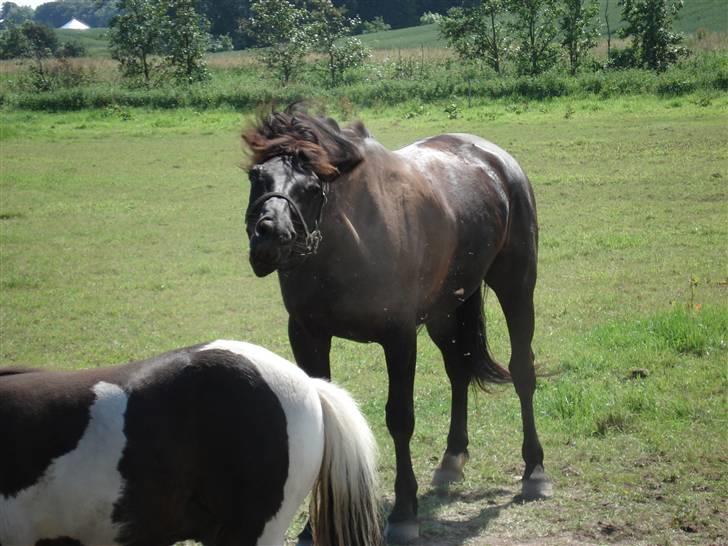 Pinto Noll - Rystetur billede 10