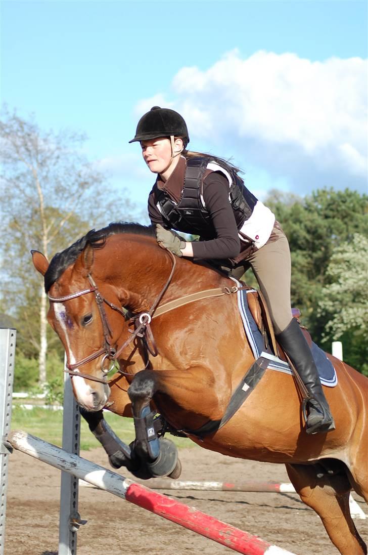 Hannoveraner Diana billede 3