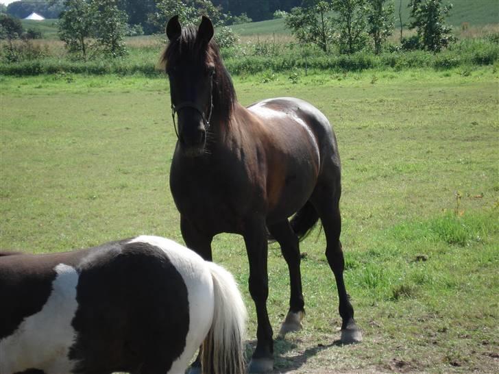 Pinto Noll - Hejsa! billede 11