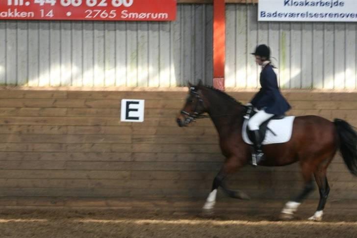 Anden særlig race st. oliver af vsr billede 5